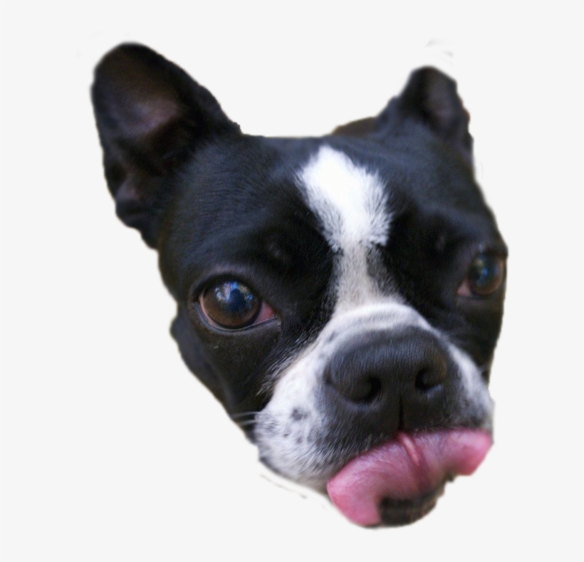 Quick Png Cutout - Boston Terrier, transparent png