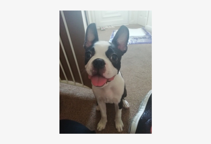 Boston Terrier Girl For Sale - Boston Terrier, transparent png