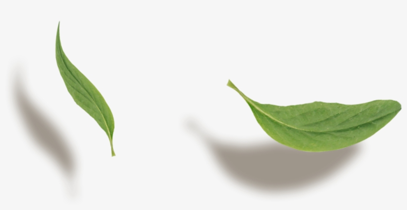 Yandeks - Fotki - Mock Orange, transparent png