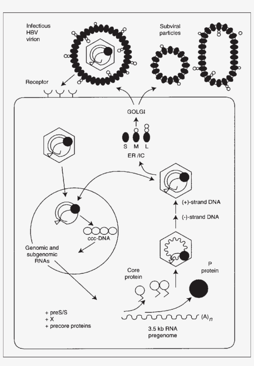 850 X 1183 2 - Diagram, transparent png