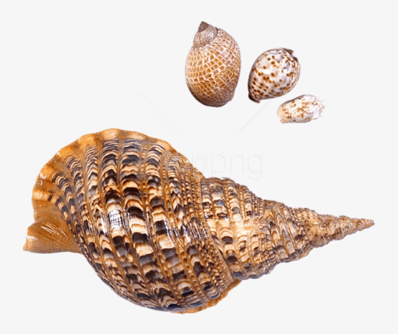 Free Png Download Transparent Sea Snails Shells Picture - Transparent Conch Shell Png, transparent png