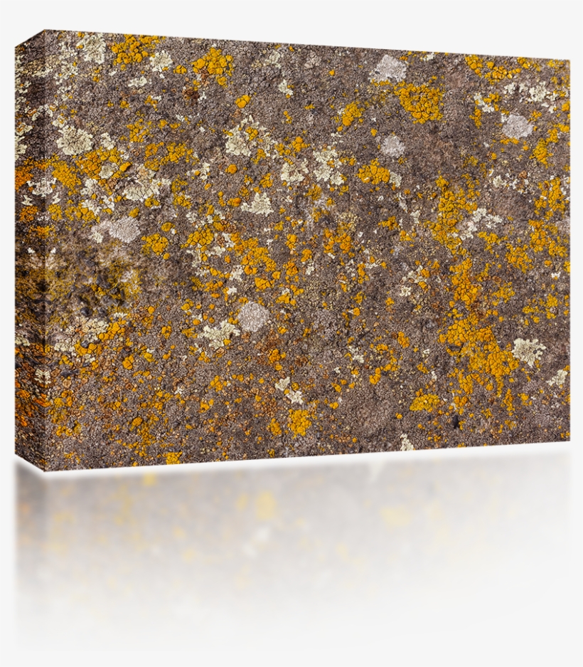 Moss Texture Png, transparent png