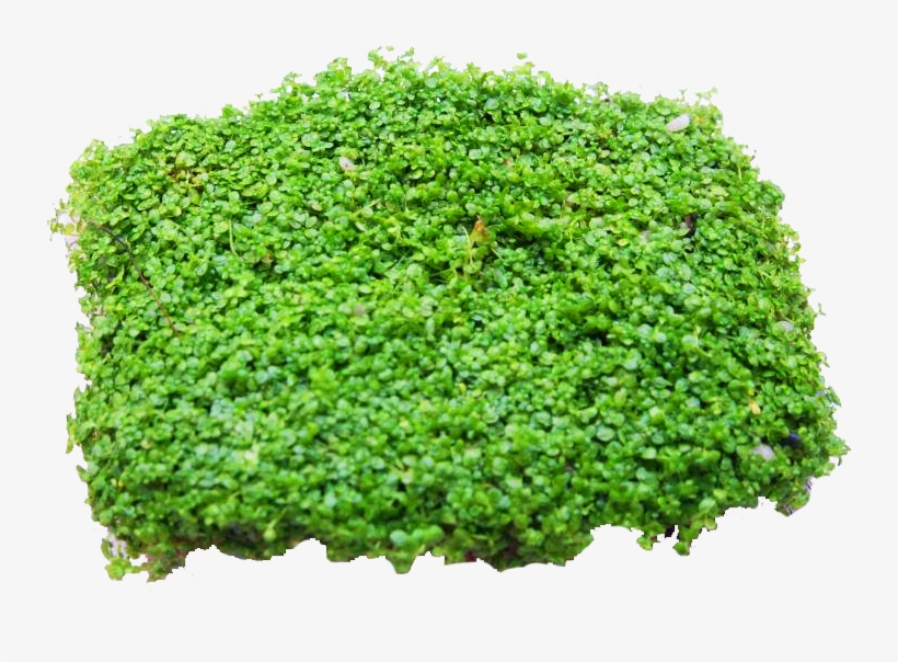 Baby Tears - Moss, transparent png