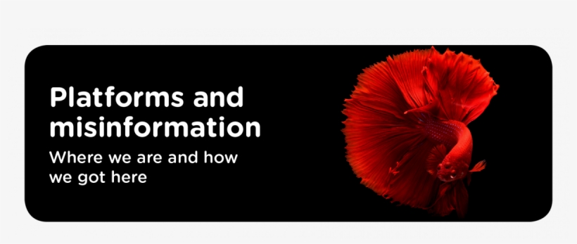 Platforms And Misinformation - Corn Poppy, transparent png