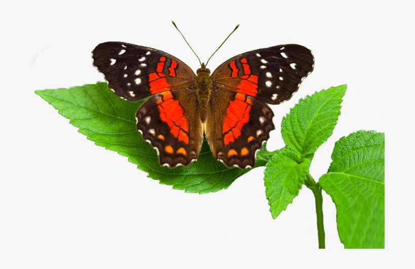 Quality Interface Design - Vanessa Atalanta, transparent png