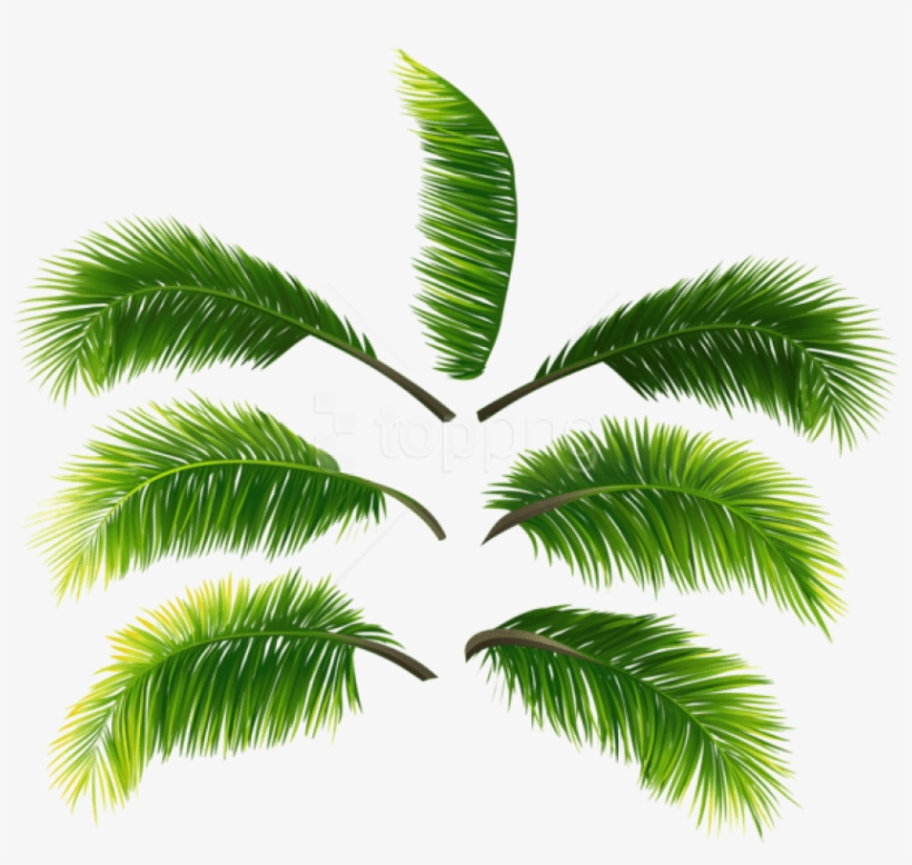 Free Png Download Palm Leaves Clipart Png Photo Png - Roystonea, transparent png
