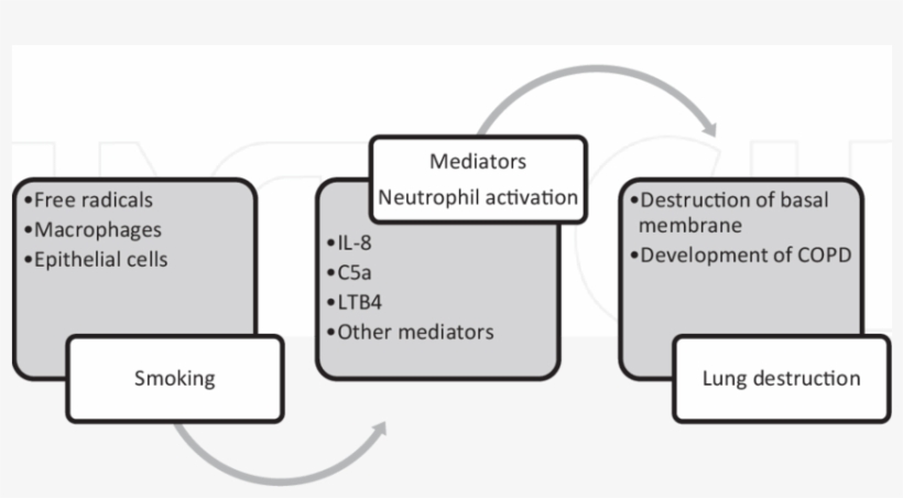 Pathogenetic Mechanisms Of Lung Destruction In Copd - Diagram, transparent png