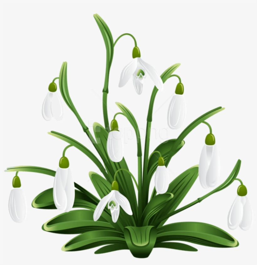 Free Png Download Snowdrops Transparent Png Images - Snow Drops Clip Art, transparent png