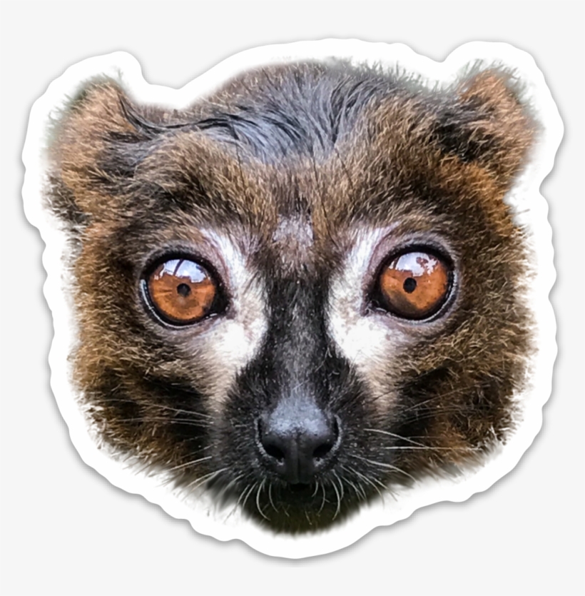 Procyon, transparent png