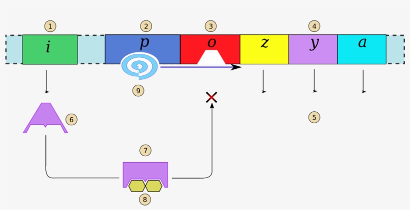 Operon Presence Lactose Numeros - Operon Lactose, transparent png