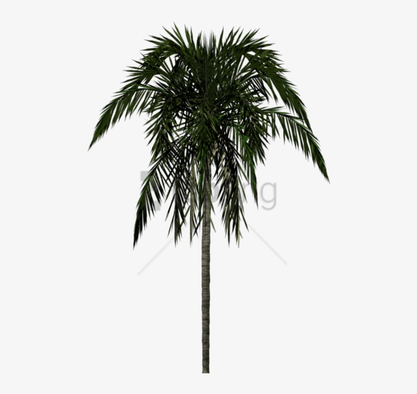 Free Png Download Palm Tree Texture Png Images Background - Palm Tree, transparent png