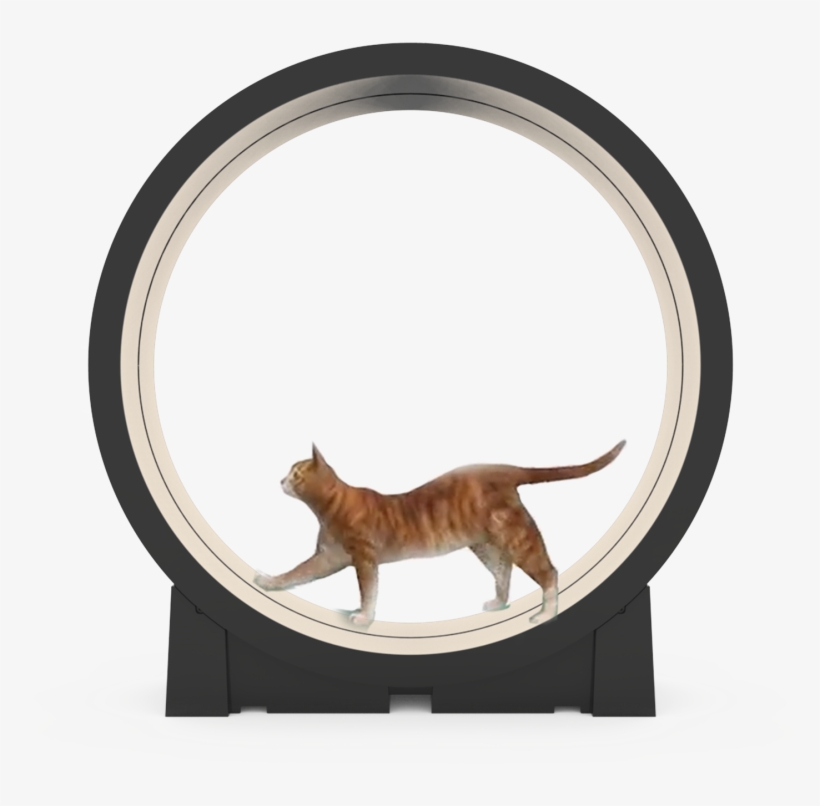 Tabby Cat, transparent png