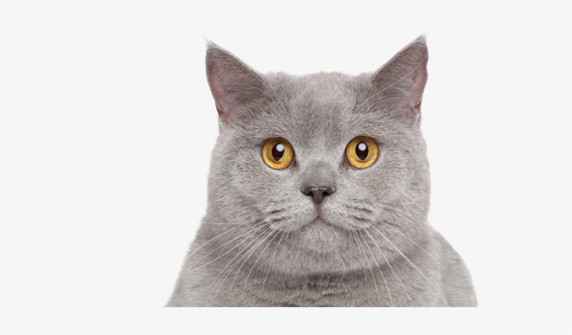 Protection And Care For Your Pet - British Shorthair, transparent png