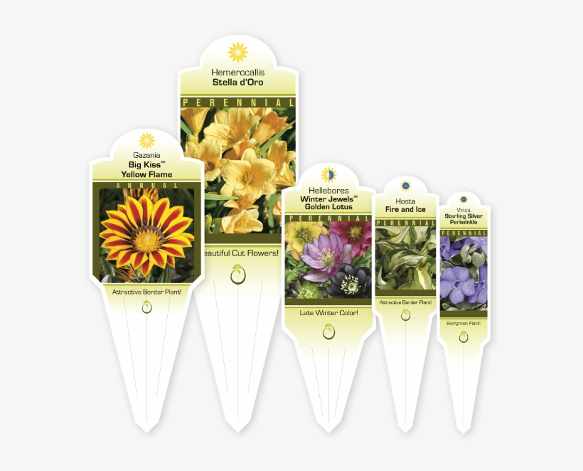 C - African Daisy, transparent png