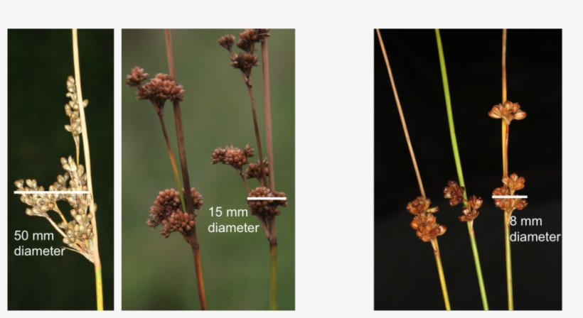 Flowers Are Grouped At The Ends Of Branches - Floral Design, transparent png