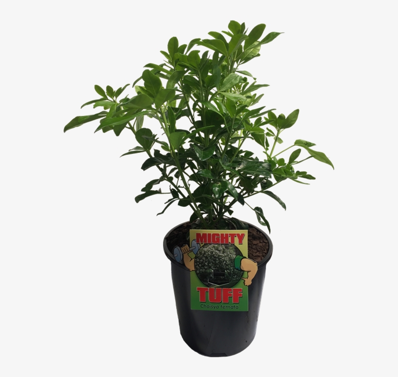 Houseplant, transparent png