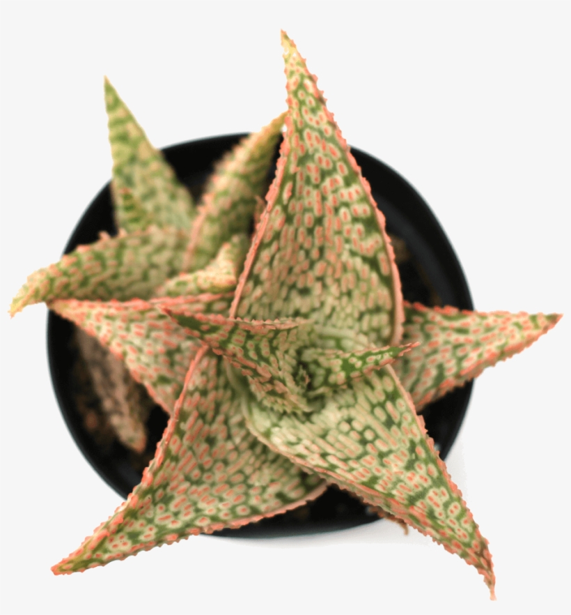 Aloe, transparent png