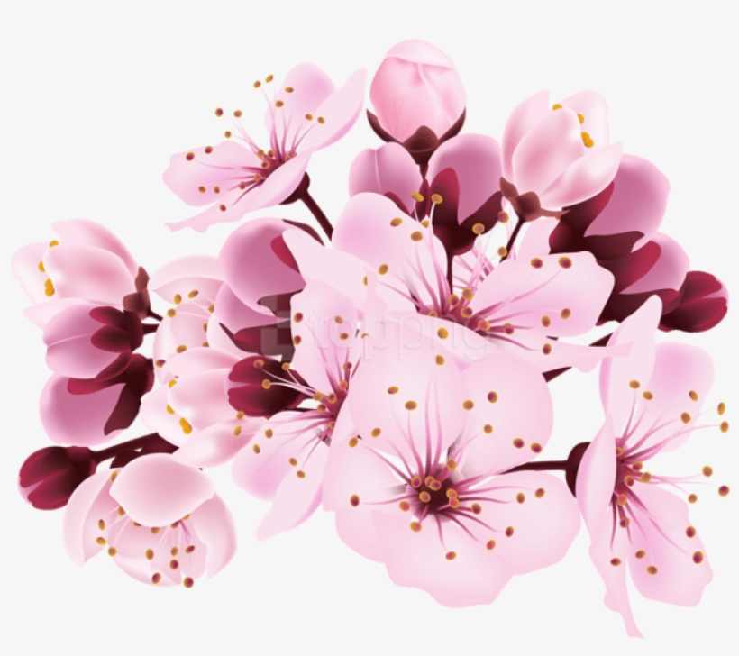 Free Png Download Cherry Blossom Decorative Transparent - Cherry Blossom Transparent Background, transparent png
