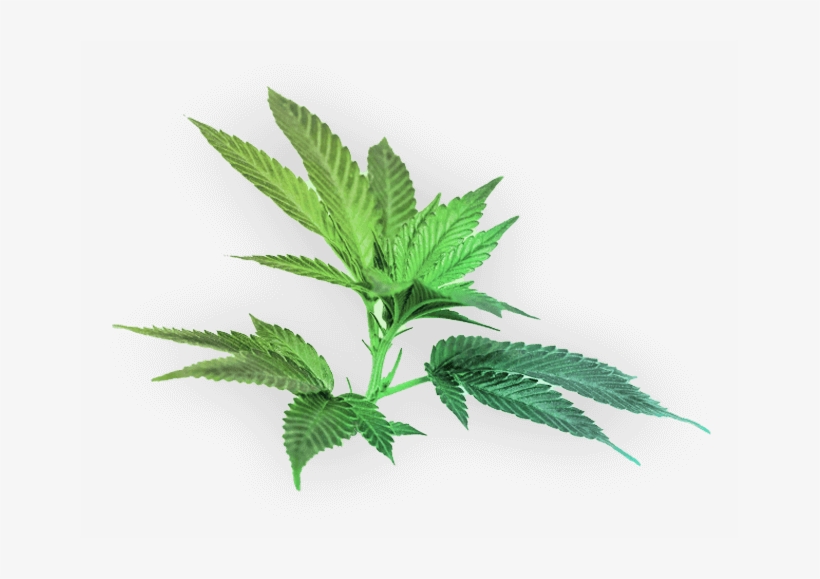 Houseplant, transparent png
