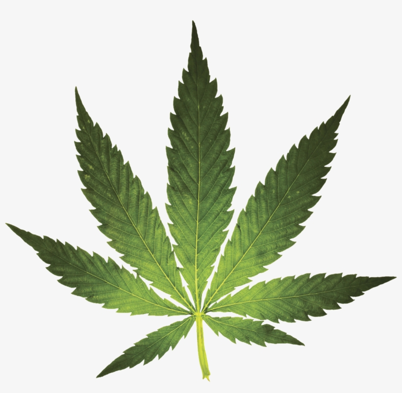 Free The Weed - Weed Leaf Transparent, transparent png