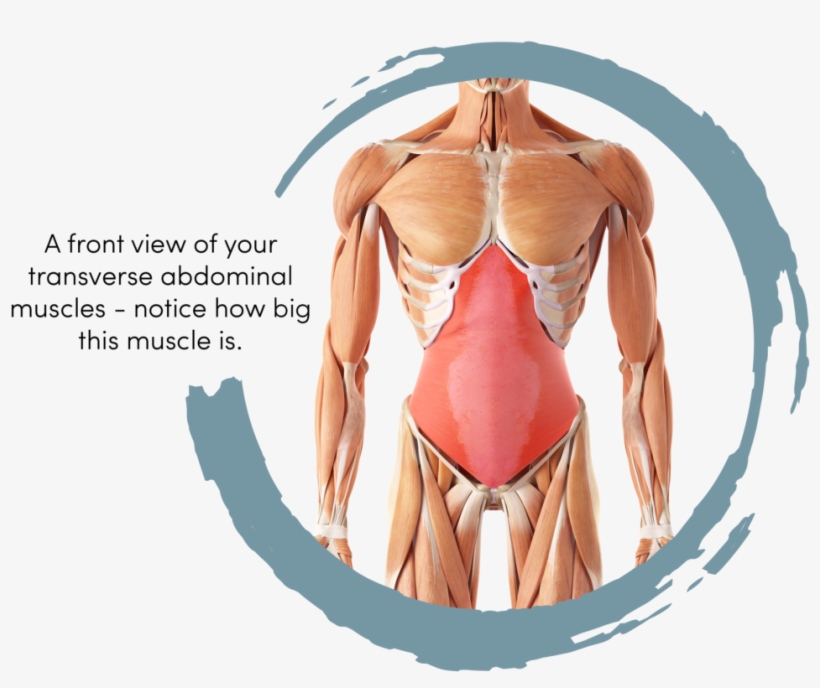 Like Any Muscle They Can Take Three Six Months To Strengthen - Core Stability Muscles, transparent png