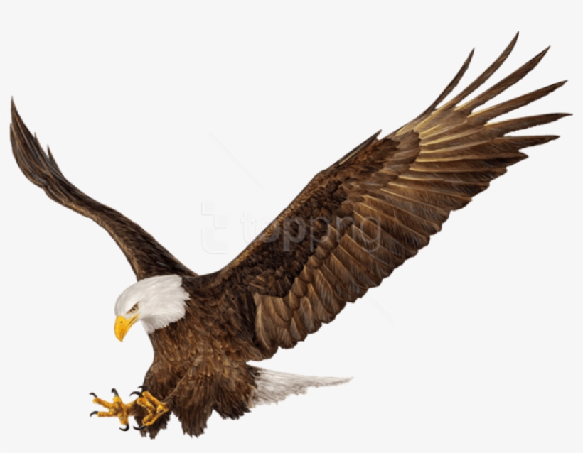Free Png Download American Eagle Png Images Background - American Eagle Png, transparent png