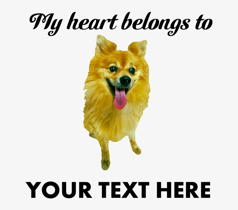 Favorite - Pomeranian, transparent png