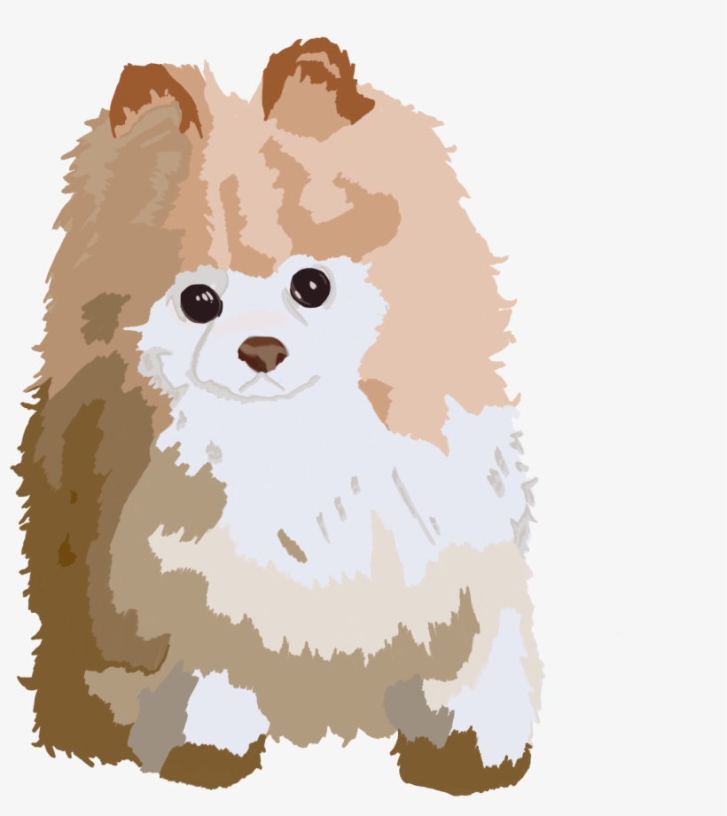 Cream Fur Coat, Pomeranian, Exploring, Pomeranians - Pomeranian, transparent png