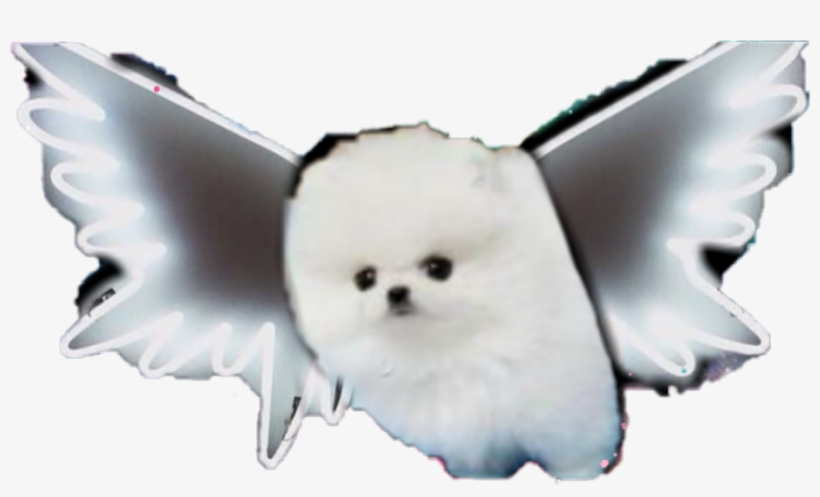 Pomeranian, transparent png