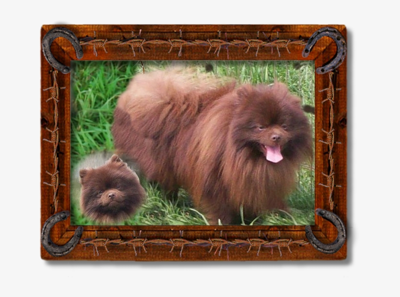 Choco - German Spitz Klein, transparent png