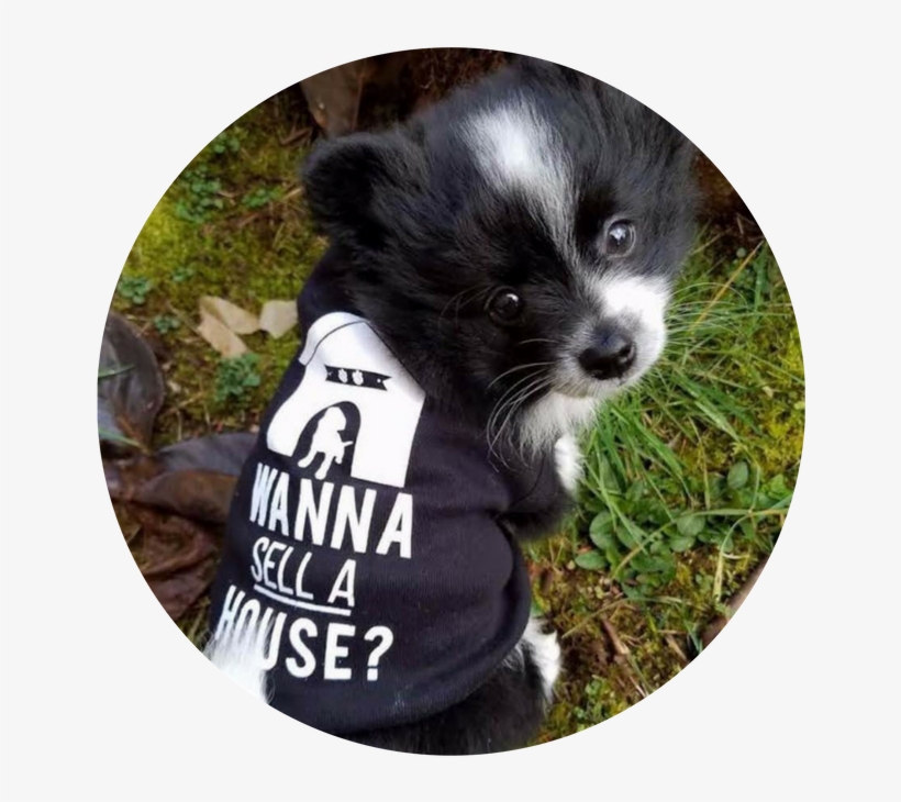 Border Collie, transparent png