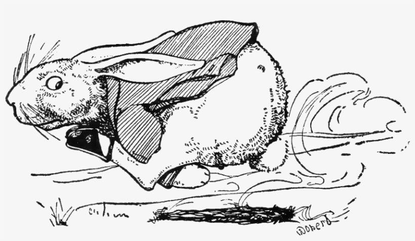 Peter Rabbit Albert 28 - Cartoon, transparent png