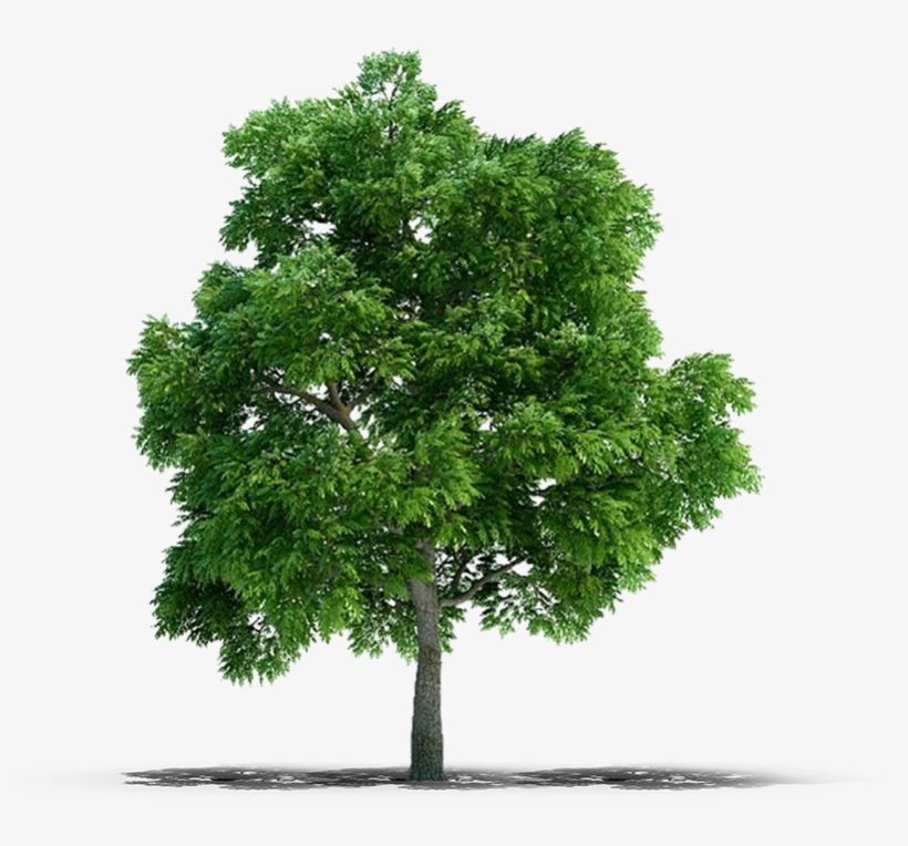 View In My Picture - Trees Png, transparent png