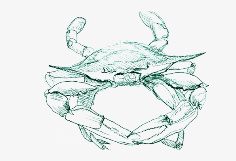 Blue Crab Png - Freshwater Crab, transparent png