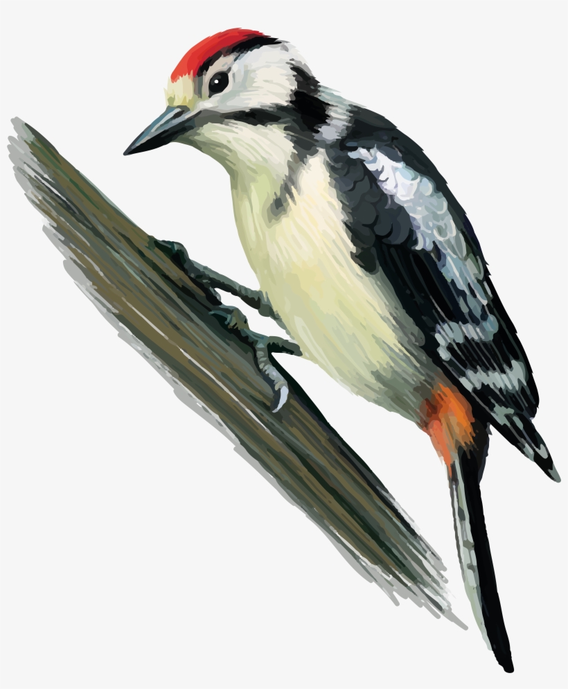 Woodpecker Png, transparent png