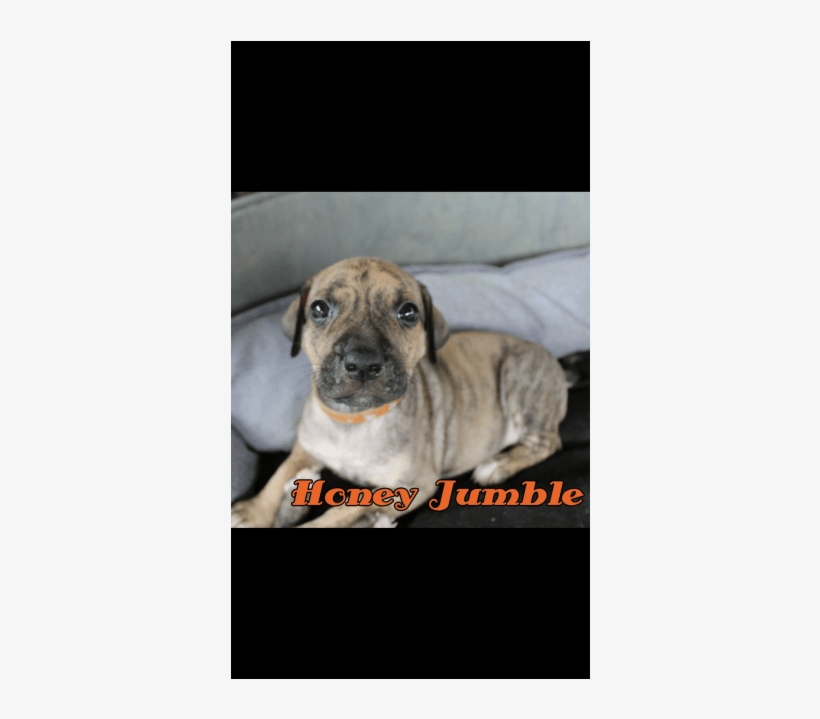 Donate To Petrescue - Boxer, transparent png
