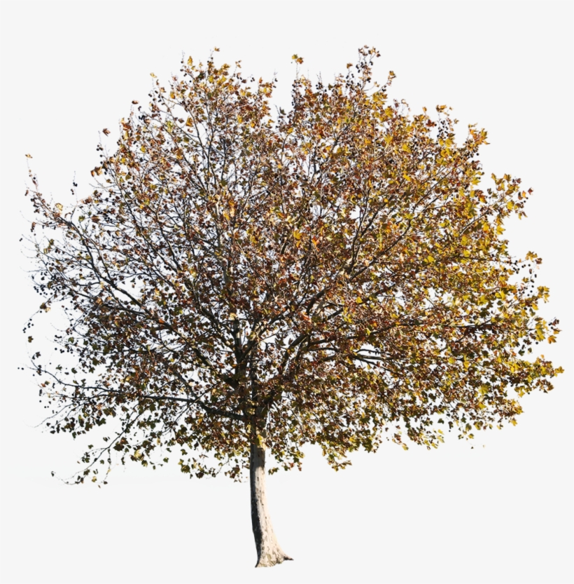Platanus Occidentalis Autumn - Cutout Autumn Tree Png, transparent png