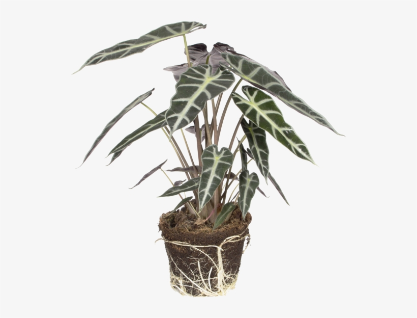 Alocasia Bambino Arrow - Flowerpot, transparent png