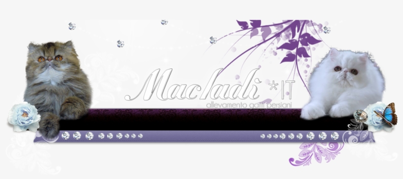 Macladì Himmies - Floral Design, transparent png