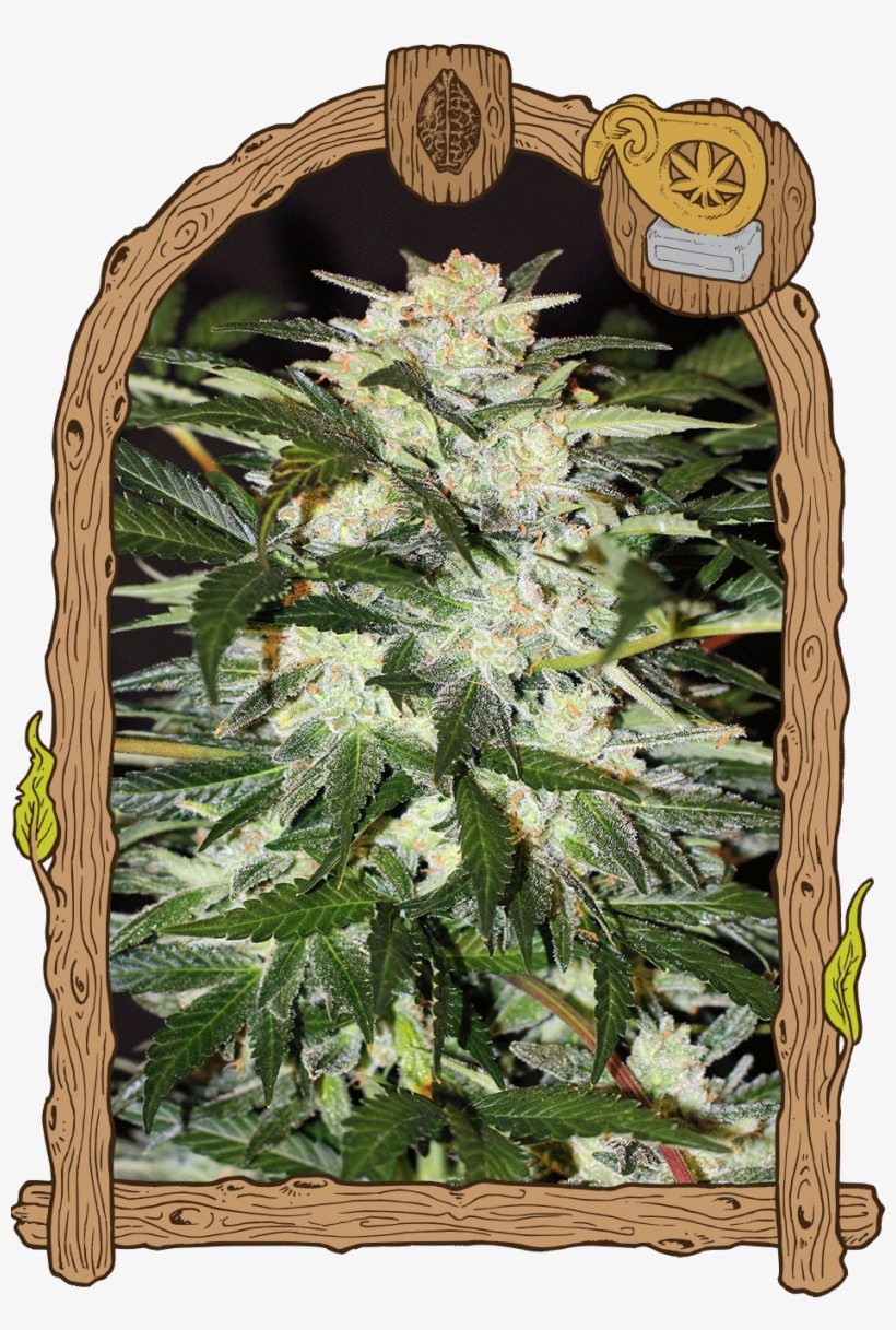 Monster Mash - Monster Mash Auto Exotic Seeds, transparent png