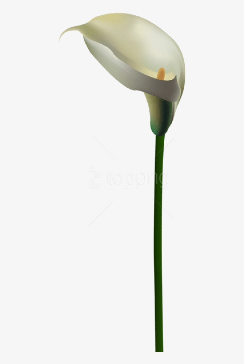 Free Png Download Calla Lily Flower Transparent Png - Calla Lily Transparent Background, transparent png