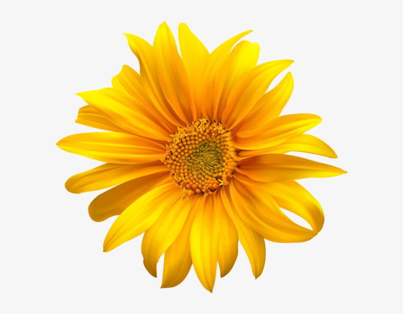 Flower Yellow Transparent Clip Art - Clip Art Sun Flower, transparent png