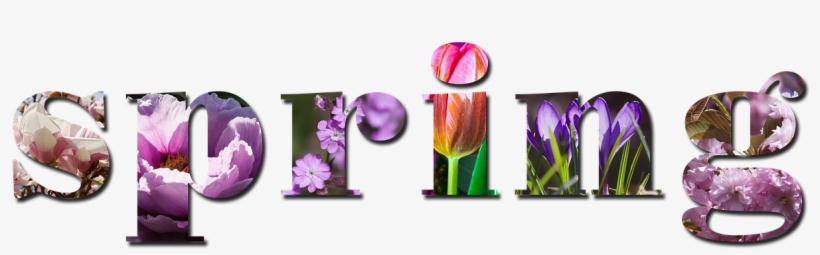 Spring Season Nature Background Violet Pink - Saffron Crocus, transparent png