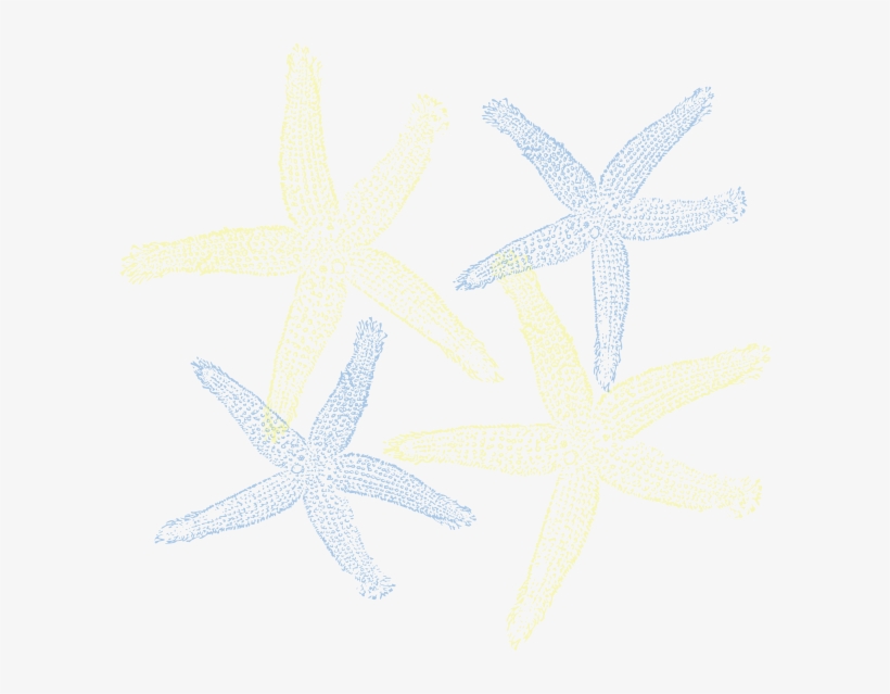 Starfish - Starfish Clip Art, transparent png