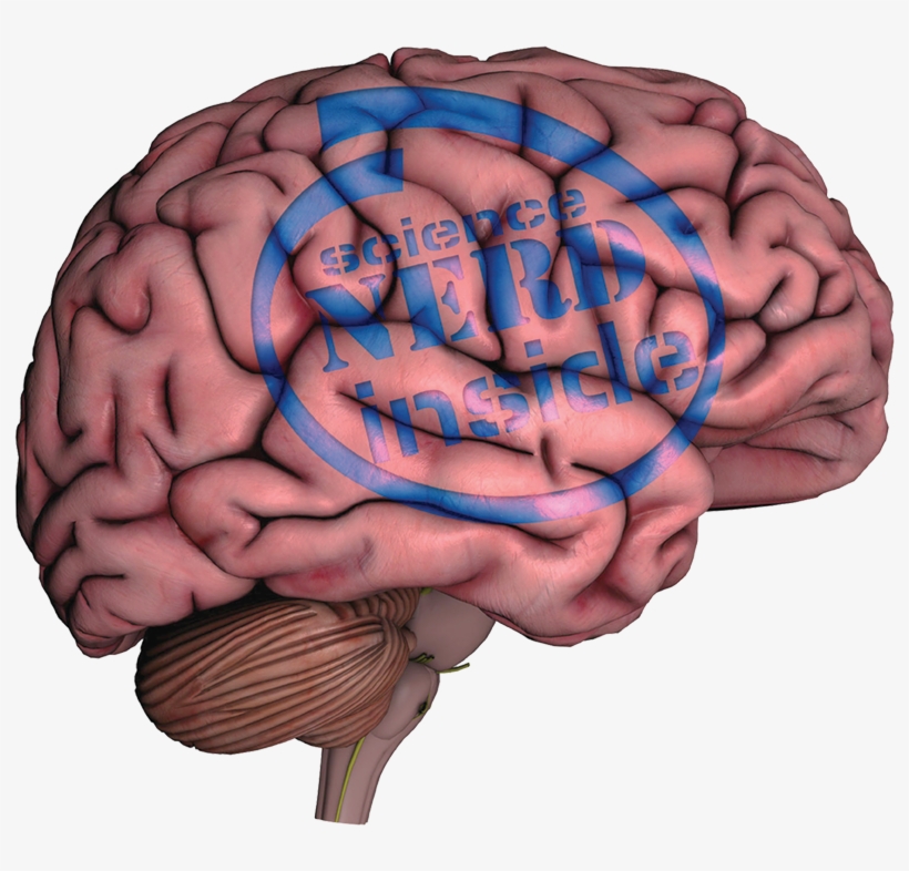 The Human Brain - Illustration, transparent png