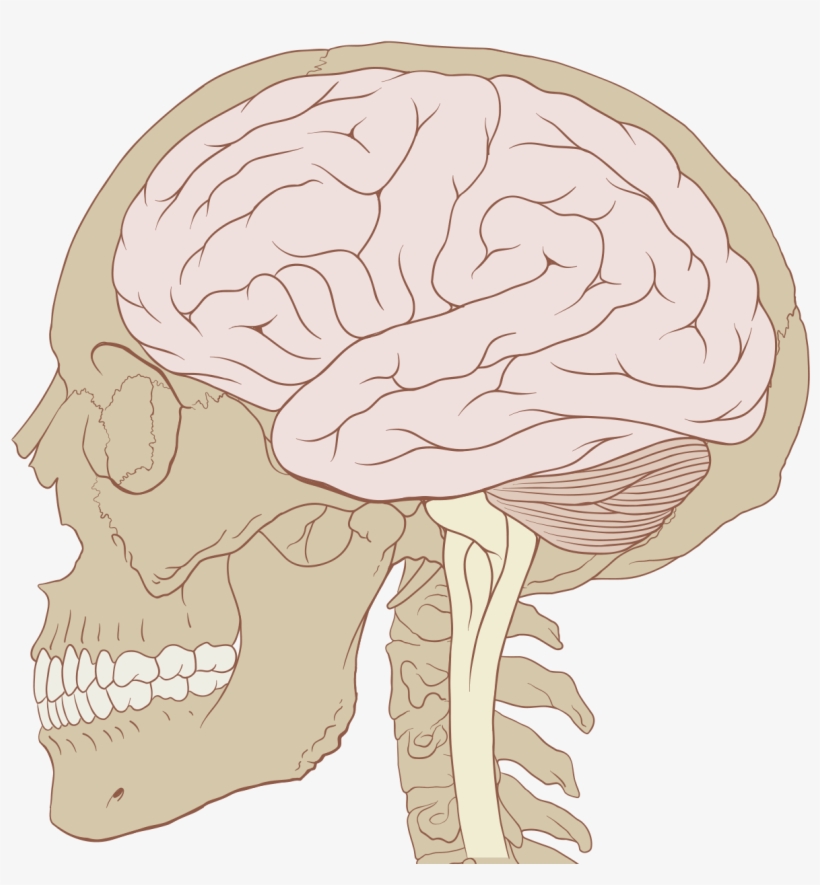 The Skull - Skull And Brain, transparent png