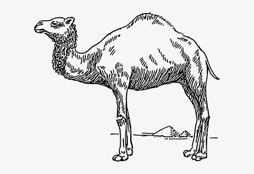 Dromedary Camel Svg Clip Arts 600 X 482 Px, transparent png