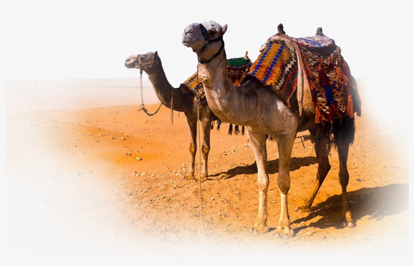Experience - Eid Al-adha, transparent png