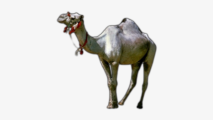 Camel, transparent png