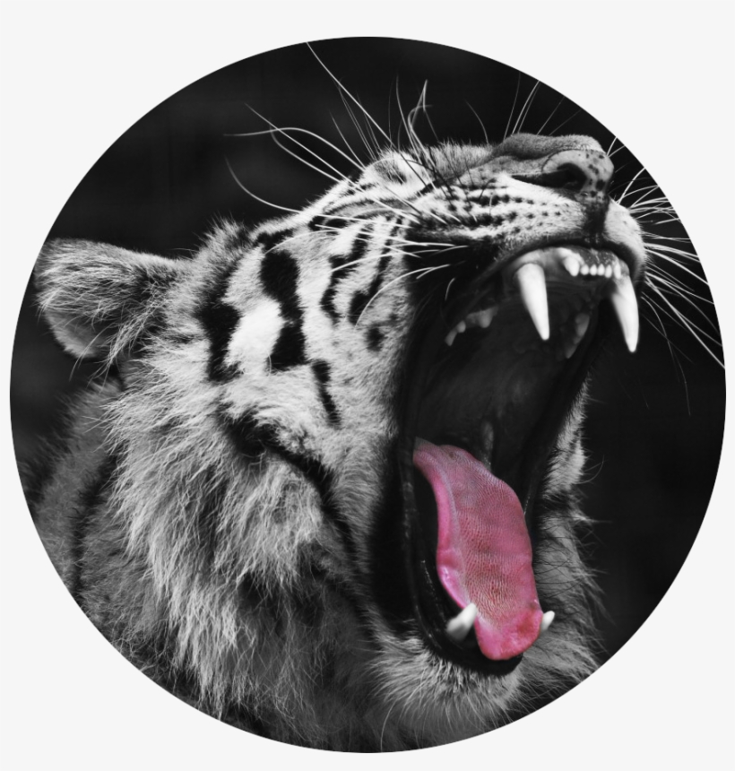 Tumblr Static Tiger Yawning Red Circle - Tiger Yawning Africa Wild Animals Poster 32x24, transparent png